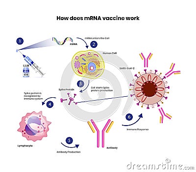 MRNA vaccine schematic illustration. Coronavirus vaccine mechanism of action Vector Illustration