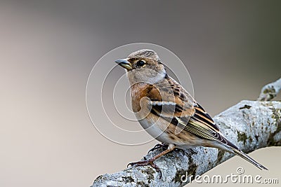 Mrs Brambling Stock Photo