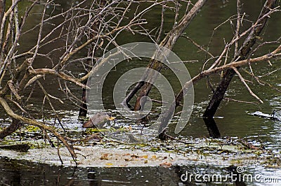 Muskrat, with vegetation in his mouth Stock Photo