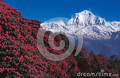 Mt. Dhaulagiri From Poon Hill, Ghorepani, Nepal Stock Photo