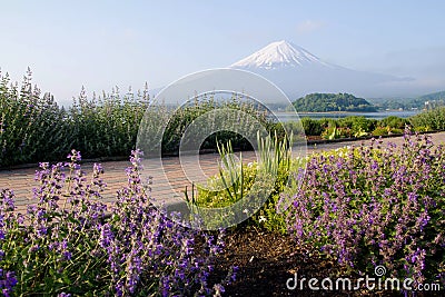 Mt.Fuji with flower garden at front Stock Photo