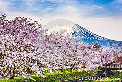 Mt. fuji Japan in Spring Stock Photo