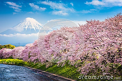 Mt. Fuji in Spring Stock Photo