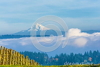 View of Mt. Hood From Dundee Hills Stock Photo