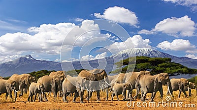 Mt Kilimanjaro Elephant Herd Tanzania Kenya Africa Stock Photo