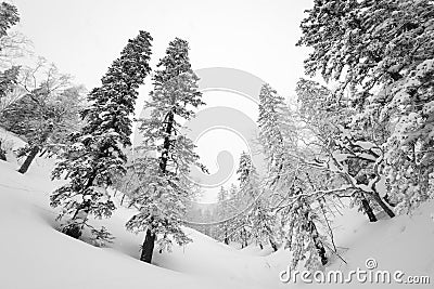 Mt. Kurodake Hokkaido, Japan wintery hiking trail Stock Photo