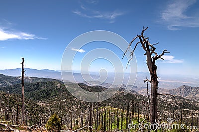 Mt. Lemmon area, near Tucson, Arizona. Coronado National Forest Stock Photo