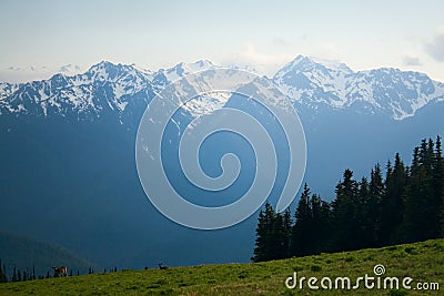 Mt. Olympus Peaks at Hurricane Ridge Stock Photo