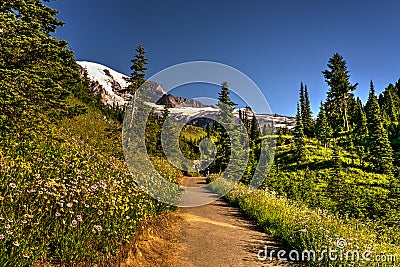 Mt. Rainier National Park Stock Photo