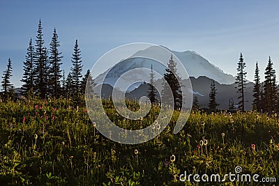 Mt.Rainier and wild flowers Stock Photo