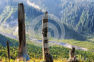 Mt. St. Helens Gifford Pinchot National Forest Stock Photo