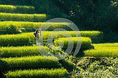 An unidentified ethnic mother going to work with a baby on her back. Editorial Stock Photo