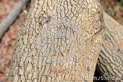 Much Plenty of firewood for the fireplace in a pile, Lumber from tamarind tree. Stock Photo