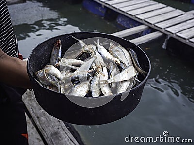 Much small fresh raw fish in a black bowl. Stock Photo