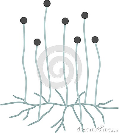 Structure of Mucor. Mycelium with sporangium Vector Illustration