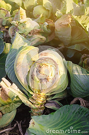 Mucous bacteriosis of white-headed cabbage. Defeat disease vegetables on the field. Bad harvest. Agriculture. Farming. Stock Photo