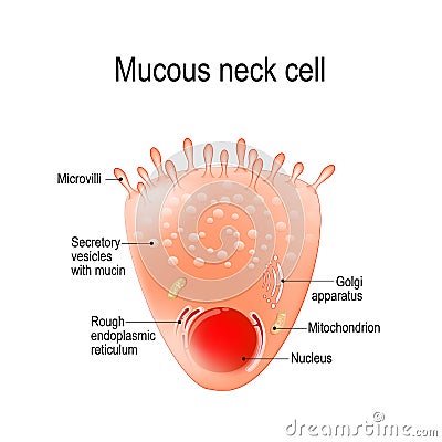 Mucous neck cell Vector Illustration