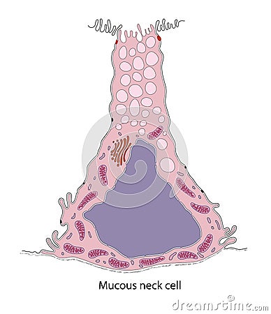 DiaMucous neck cells are located within gastric glands Stock Photo