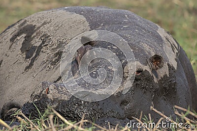 Mud Bath Stock Photo