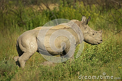 Mud Covered Rhino Calf Stock Photo