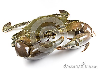 Mud Crab Stock Photo