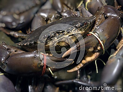 Mud crab Stock Photo