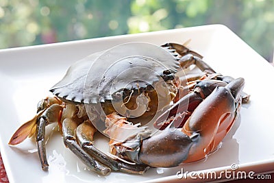 Mud crab Stock Photo