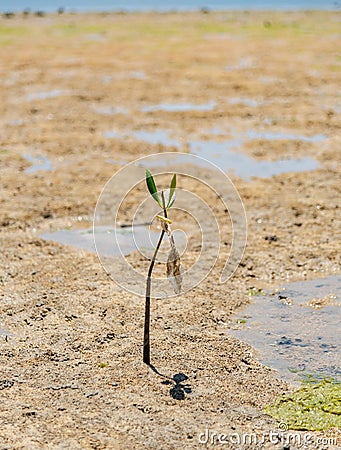 Mud flats at low tide with lone Mangrove at Benoa Bay Bali Stock Photo