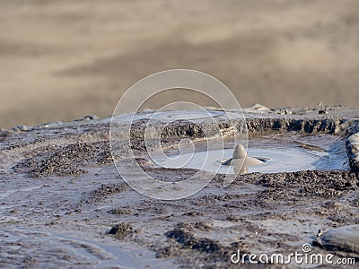 Mud and gas eruptions in vulcanii noriosi reserve, romania, near berca buzau county Stock Photo