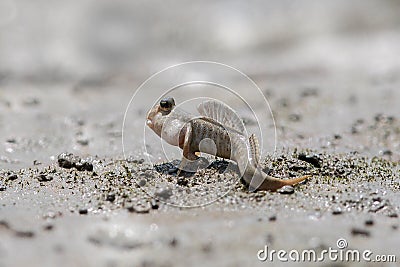 Mud skipper under sunshine Stock Photo