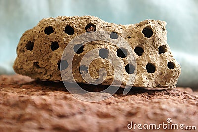Mud Wasp Hive Stock Photo