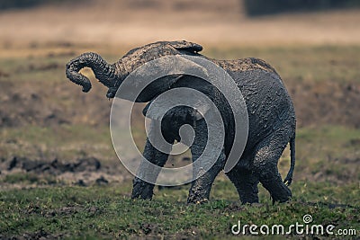 Muddy African elephant calf stands swinging trunk Stock Photo