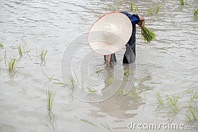 The muddy Asian boy with hat enjoys planting rice in the field farm for learning how the rice growing outdoor activity for kids Stock Photo
