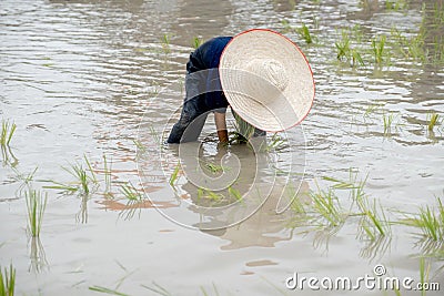 The muddy Asian boy with hat enjoys planting rice in the field farm for learning how the rice growing outdoor activity for kids Stock Photo