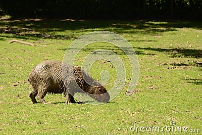 Muddy Capibara Stock Photo