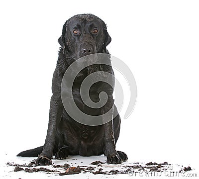 Muddy dirty dog Stock Photo