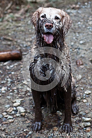 Muddy Dog Stock Photo