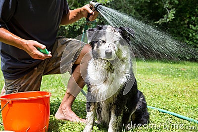 Muddy dog about to be washed Stock Photo