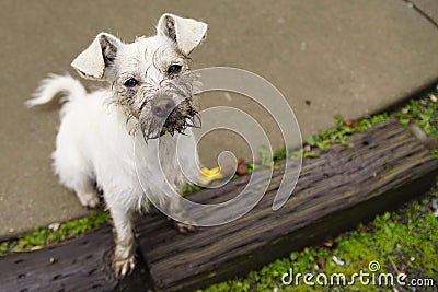 To a Dog Digging a Hole is Great Fun Stock Photo