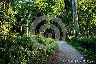 A muddy path leading into the forest in Haagse Bos, forest in Th Stock Photo