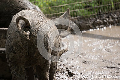 Muddy Pig with Curly Tail Shot from Behind Stock Photo