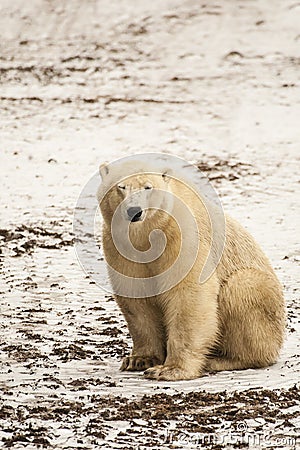 Muddy Polar Bear Squinting. Stock Photo