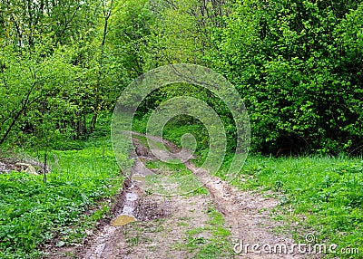 Muddy road in the forest Stock Photo