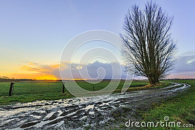 Muddy sand road with trees at sunrise Stock Photo