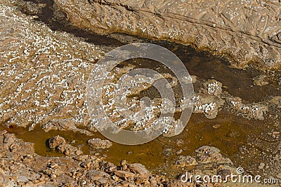 Muddy sand texture with salt cristals Stock Photo