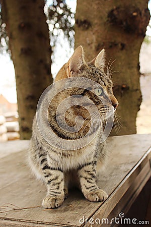 Mudlark yang cat Barsik is sitting on a wooden table. Stock Photo