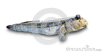 Mudskipper, Amphibious fish on white background Stock Photo