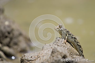 Mudskipper stand on mud Stock Photo