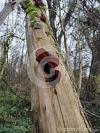 Muer Judasohr mushroom tree pilz Stock Photo