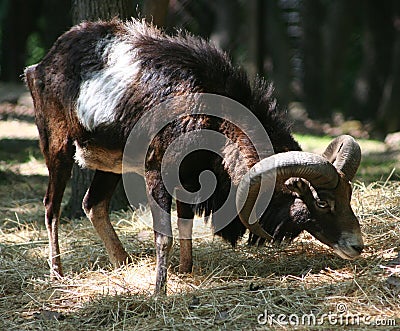 Muflon Stock Photo